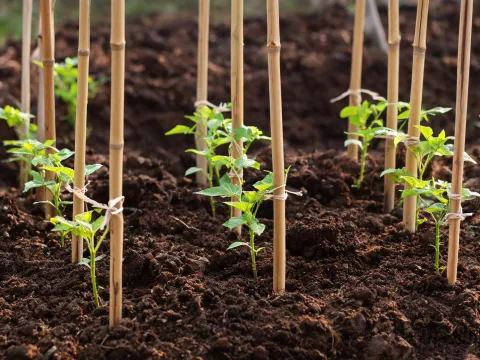 Nursery bamboo plant supports